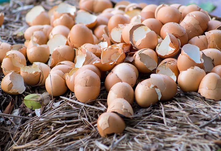 are eggshells good for plants