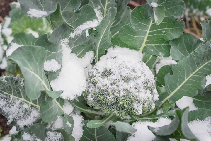 Is Broccoli Frost Tolerant