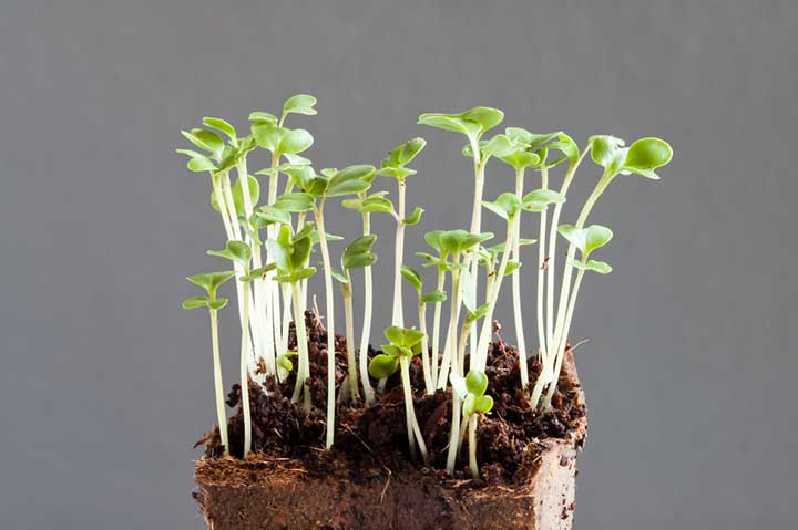 sprouts broccoli brassica oleracea seedlings week 2