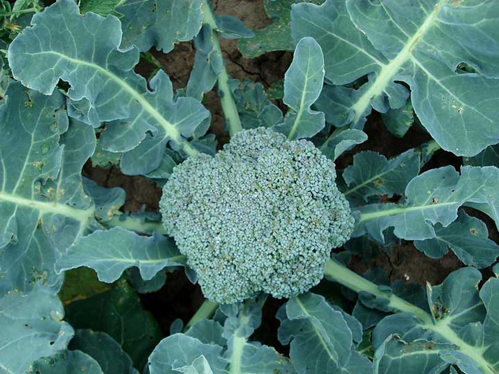 Why is my broccoli plant wilting?