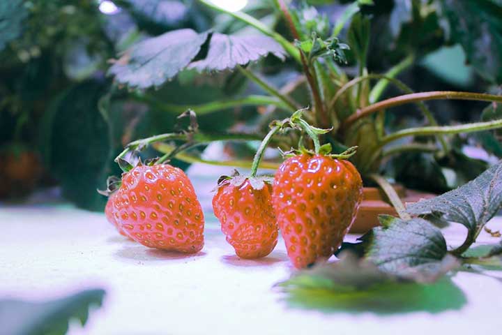 Are Hydroponic Strawberries Organic?