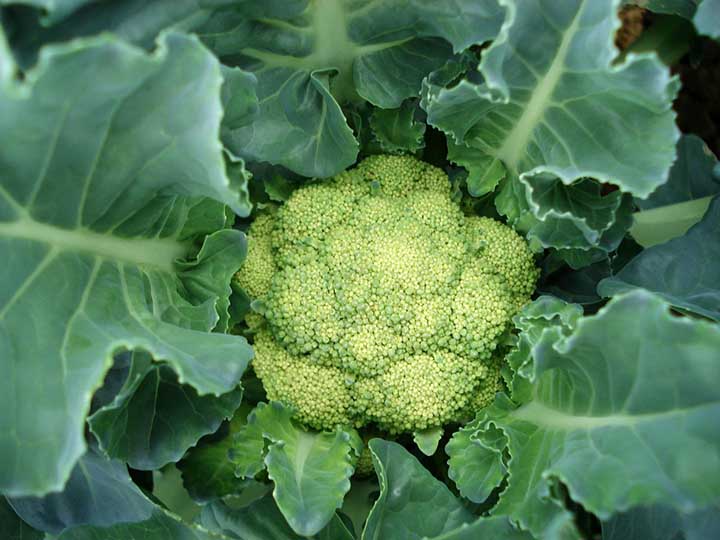 Can cauliflower grow in summer?
