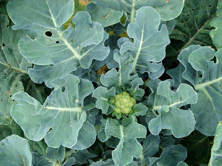 How to Get Rid of Worms on Cauliflower Plants?