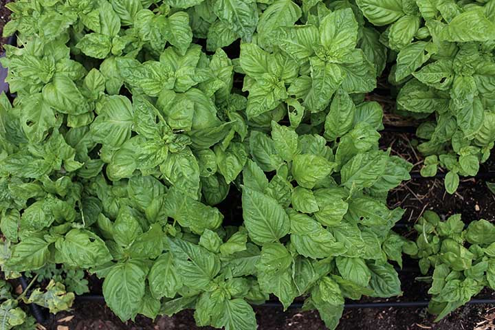 How to Prevent Harmful Bugs from Eating Your Basil 
