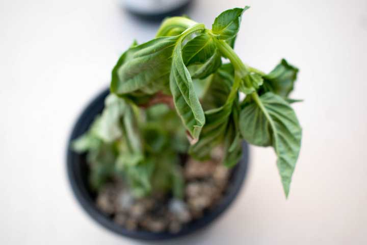 Why is My Basil Root Rotting?