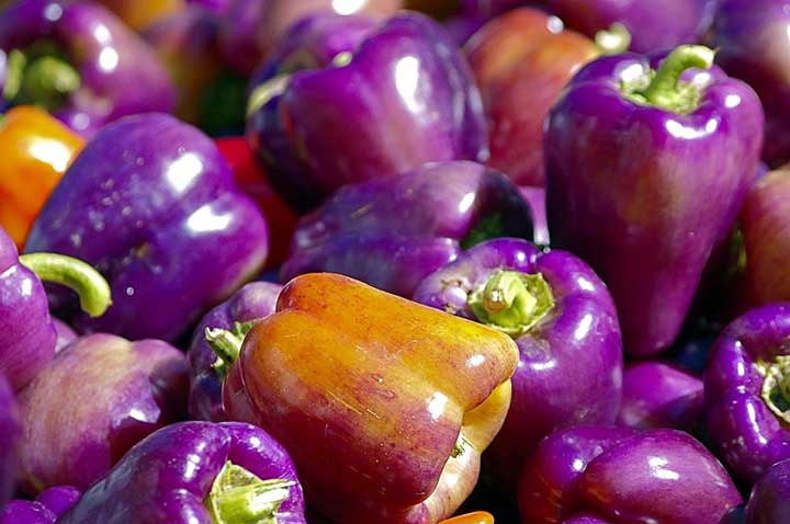 Can I Eat Purple Peppers?