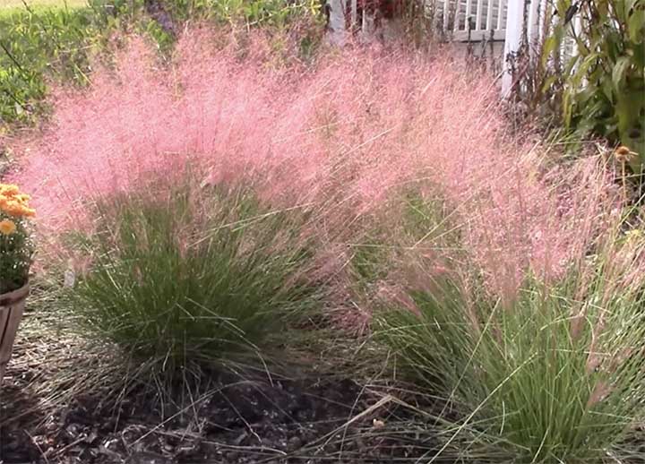 Can Pink Muhly Grass Grow in Containers?