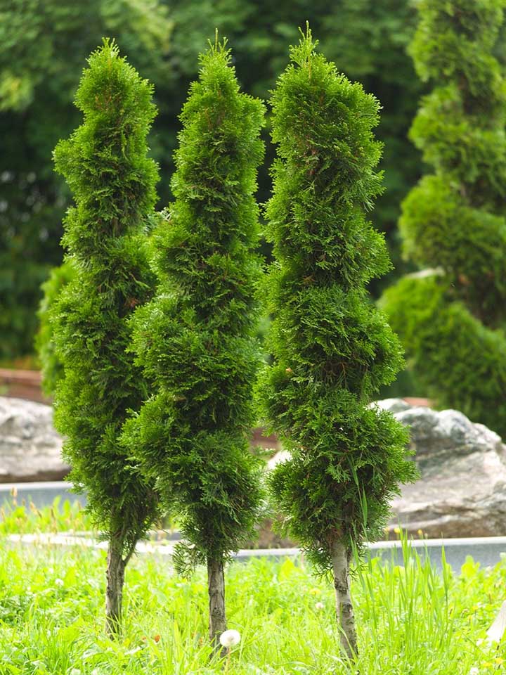 can you over water arborvitae?