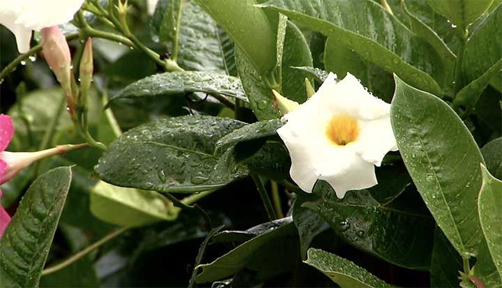 Can You Plant Mandevilla in the Ground?