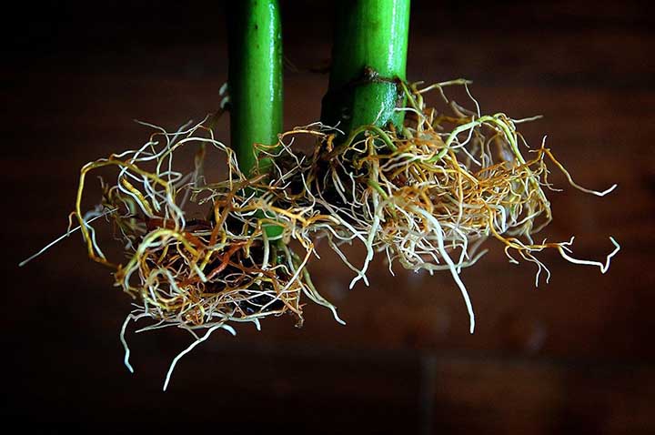 Can You Trim Roots in Hydroponics?