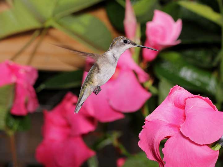 Do Mandevilla and Dipladenia Attract Hummingbirds, Butterflies, and Bees?