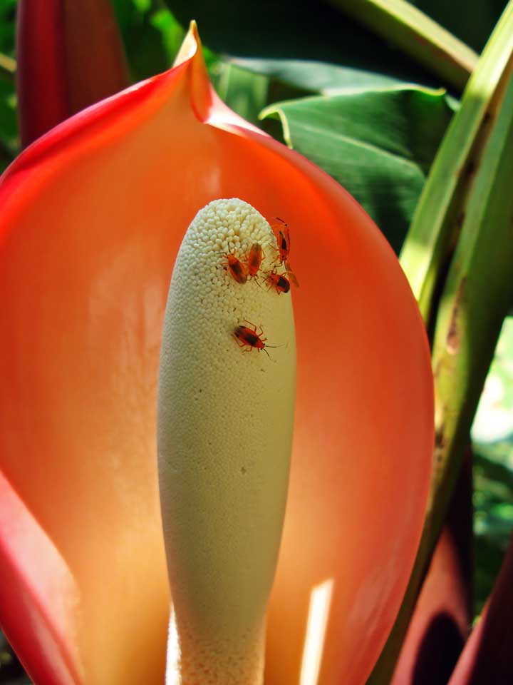 Does philodendron attract bugs?