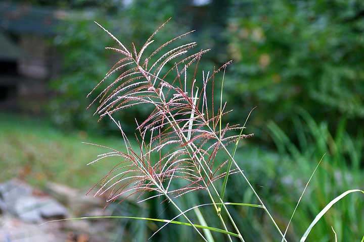 Does pink muhly grass survive winter?