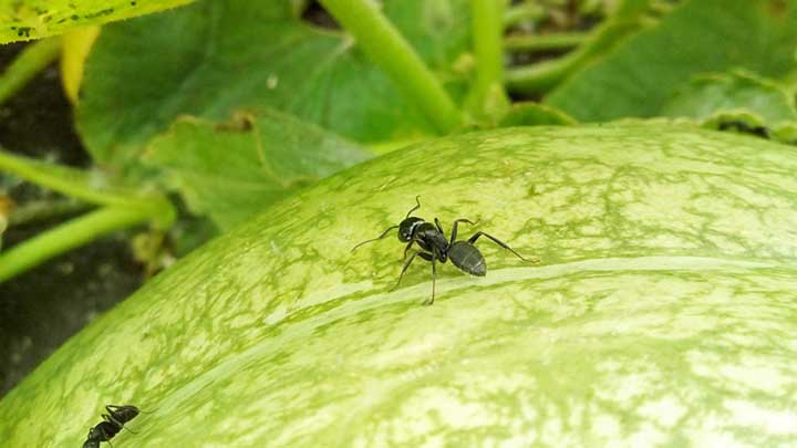 how to keep ants off pumpkin plants?