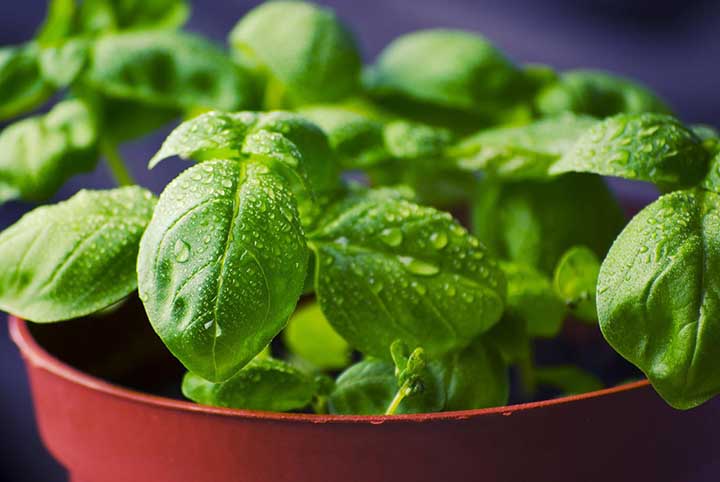 how to keep basil alive indoors?