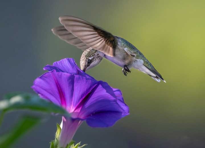 Is Morning Glories Safe for Hummingbirds?