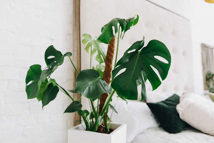 Is Philodendron Good for Bedroom?