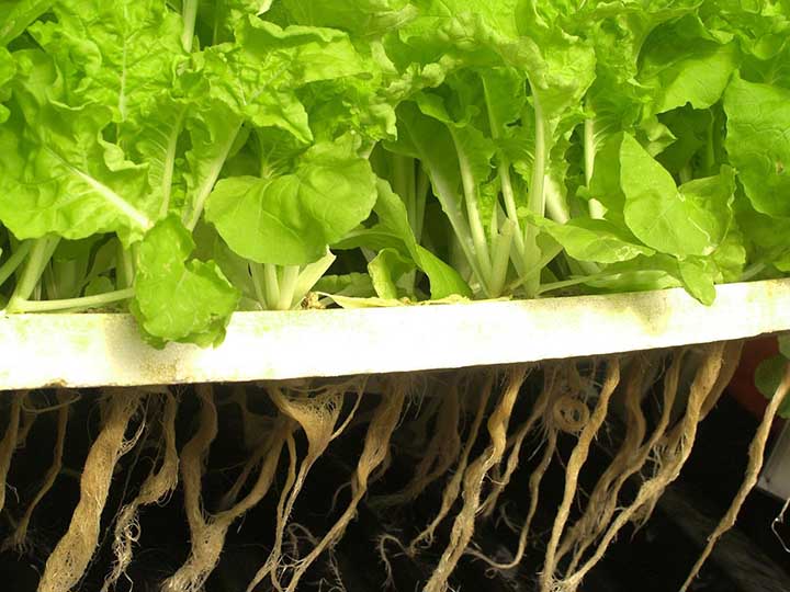lettuce hydroponic nutrients