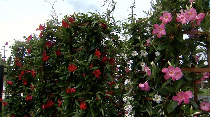 Mandevilla Blooming - Everything You Need to Know