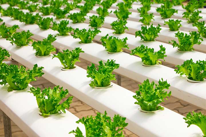 Organic Hydroponic Nutrients For Lettuce