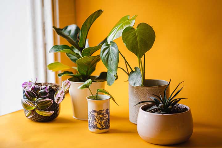 Other Good Options for Bedroom Plants