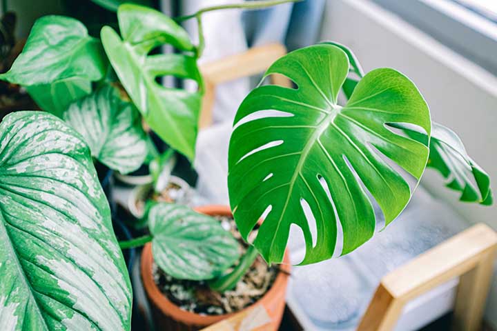What Philodendron Varieties Good When Plant in the Bedroom?