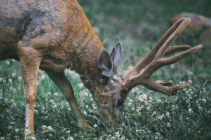 When Deer May Eat Dipladenia and Mandevilla?