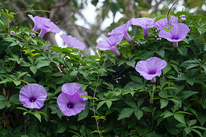 When Do Hummingbirds Like to Visit Morning Glories?