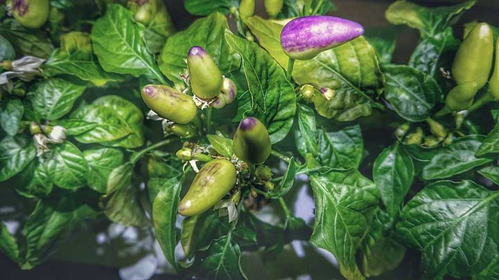 Why Are My Peppers Turning Purple? (All Possible Answers)