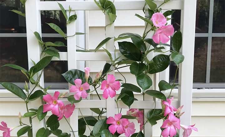 Why is My Mandevilla Not Climbing?