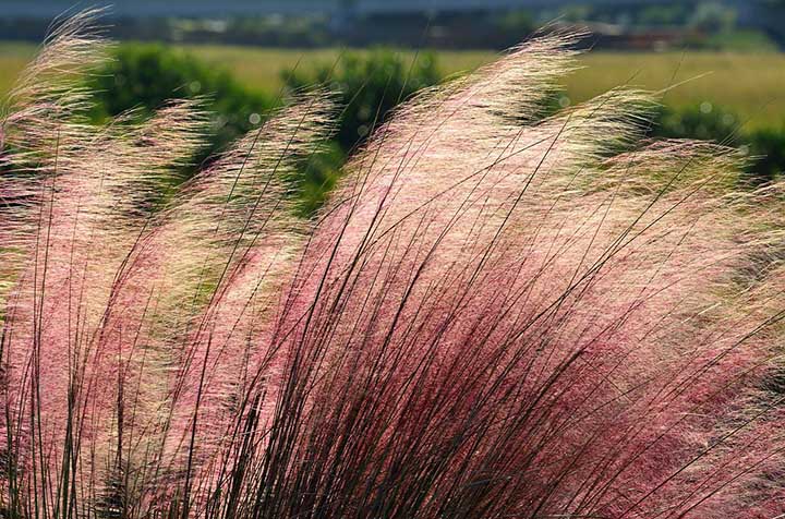 How fast does pink muhly grass grow?