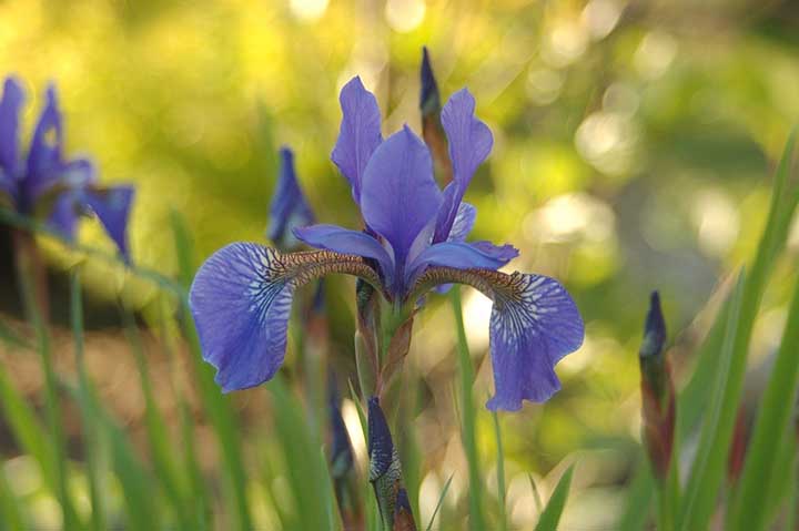 Japanese Iris vs. Siberian Iris