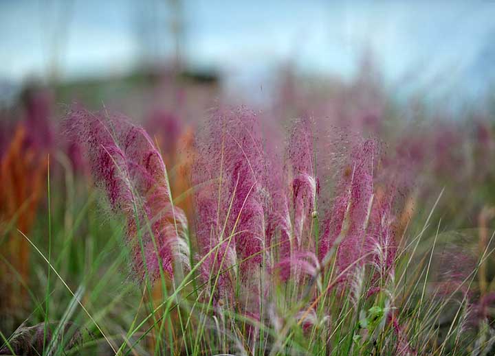 Pink Muhly Grass Companion Plant