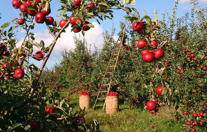 best apple tree fertilizer