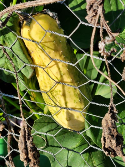 yellow cucumber because of too much water