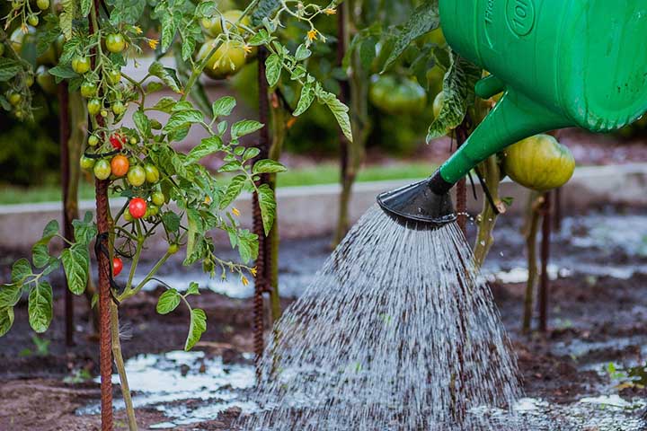 over watered tomato plant guide