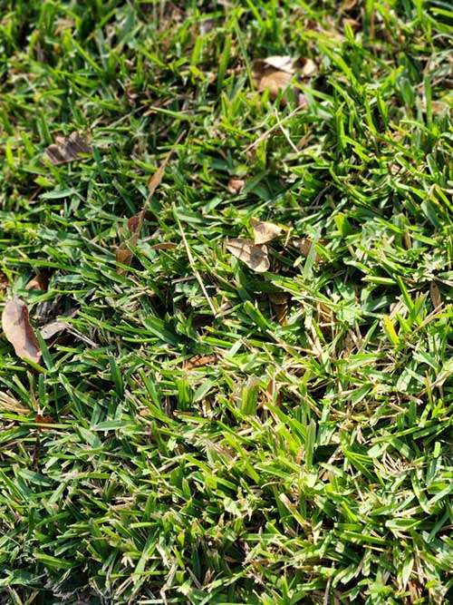 Warm-season grasses like 15-0-15
