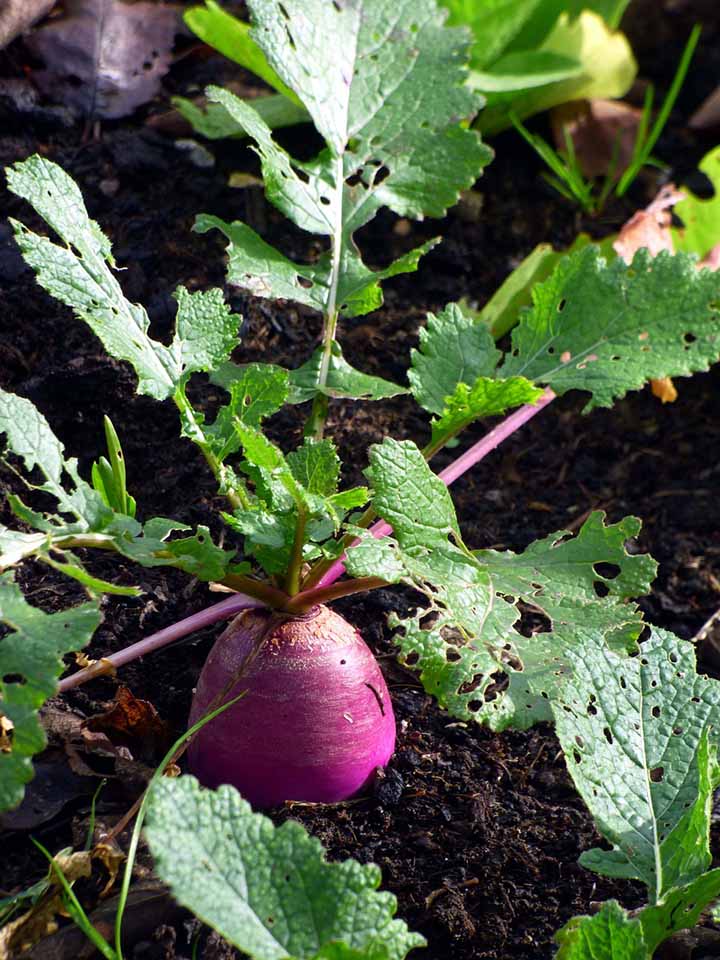 When and How to Harvest Turnips?