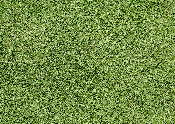 best fertilizer for bermuda grass